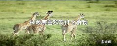 长颈鹿喜欢吃什么食物