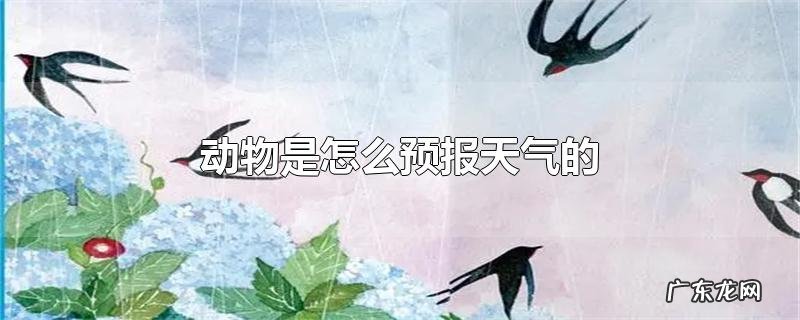 动物是怎么预报天气的