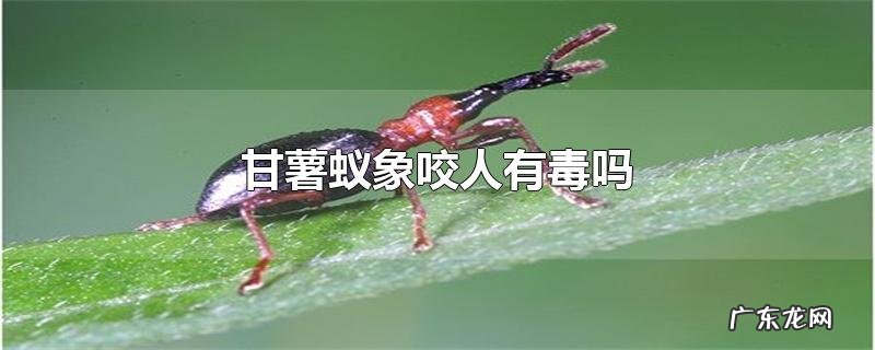 甘薯蚁象咬人有毒吗