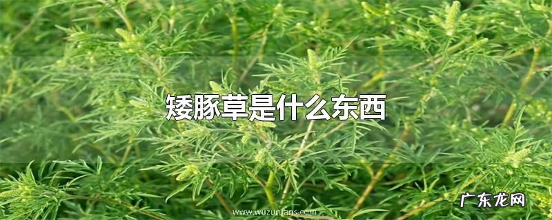 矮豚草是什么东西
