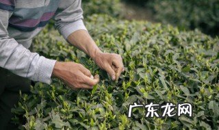 采茶舞是什么舞 采茶舞是啥舞