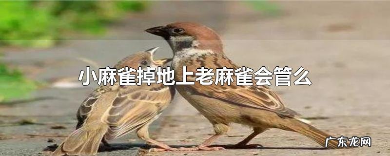 小麻雀掉地上老麻雀会管么