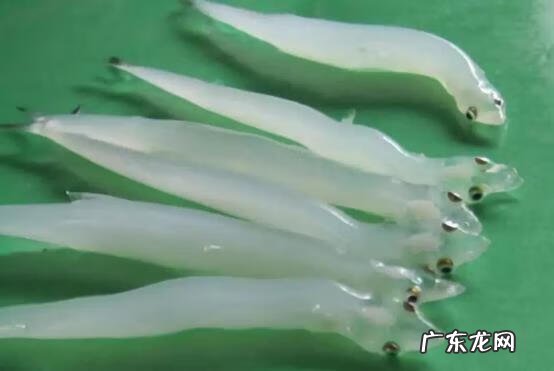 淡水石斑鱼能养活吗 养淡水石斑鱼风水讲究