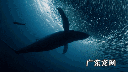 淡水石斑鱼能养活吗 养淡水石斑鱼风水讲究