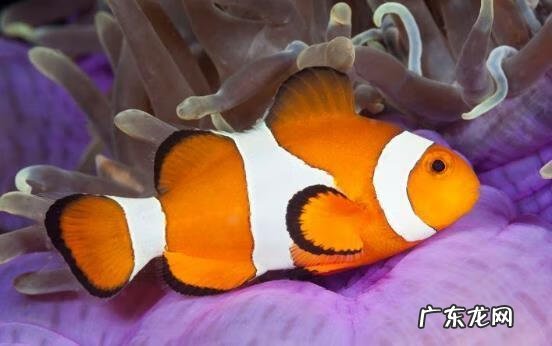 淡水石斑鱼能养活吗 养淡水石斑鱼风水讲究