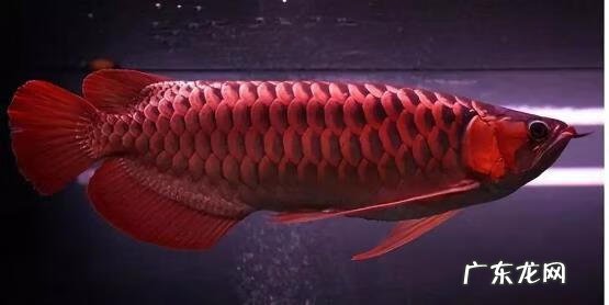 淡水石斑鱼能养活吗 养淡水石斑鱼风水讲究