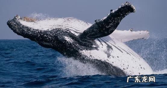 淡水石斑鱼能养活吗 养淡水石斑鱼风水讲究