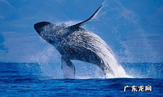 淡水石斑鱼能养活吗 养淡水石斑鱼风水讲究