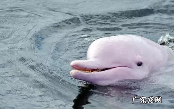 淡水石斑鱼能养活吗 养淡水石斑鱼风水讲究