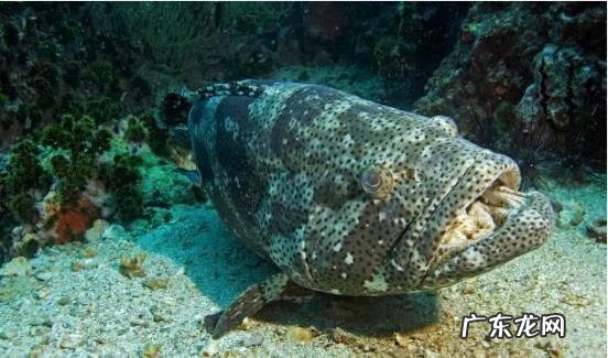 淡水石斑鱼能养活吗 养淡水石斑鱼风水讲究