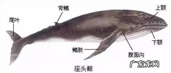 淡水石斑鱼能养活吗 养淡水石斑鱼风水讲究