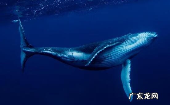 淡水石斑鱼能养活吗 养淡水石斑鱼风水讲究