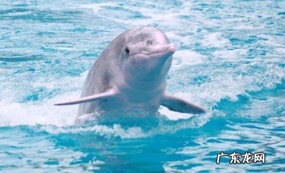 淡水石斑鱼能养活吗 养淡水石斑鱼风水讲究