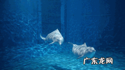 淡水石斑鱼能养活吗 养淡水石斑鱼风水讲究