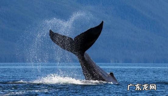 淡水石斑鱼能养活吗 养淡水石斑鱼风水讲究