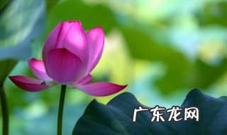 家里摆什么装饰花好运气好 家里适合养殖的花介绍