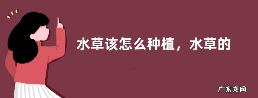 水草该怎么种植，水草的主要价值有哪些