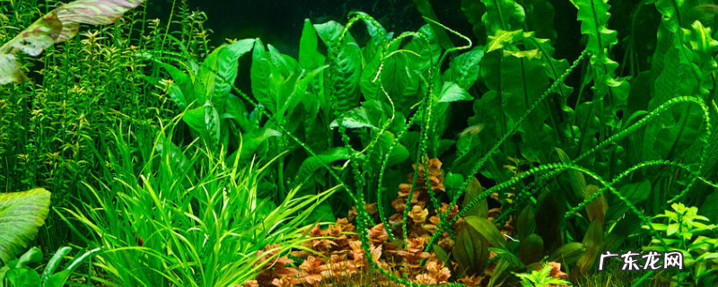水草该怎么种植，水草的主要价值有哪些