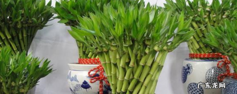 盆栽富贵竹的养殖方法,有哪些要点