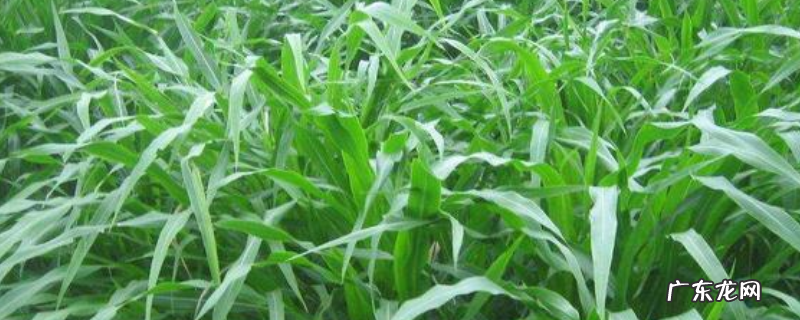 苏丹草怎么种植,主要价值有哪些