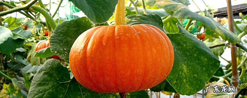 南瓜高产种植方法,有哪些种植要点