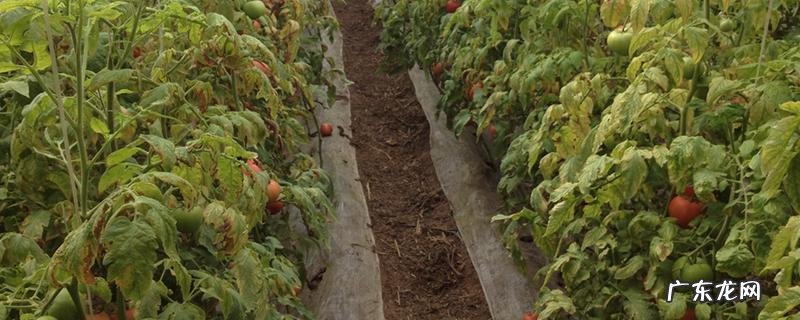 大棚番茄有哪些种植技术要点，注意防治病虫害