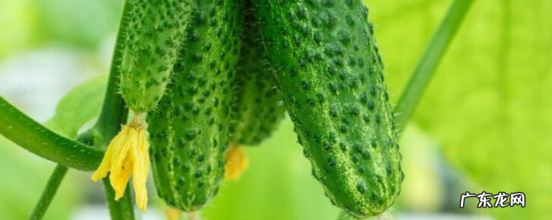 黄瓜的种植方法,有哪些注意事项