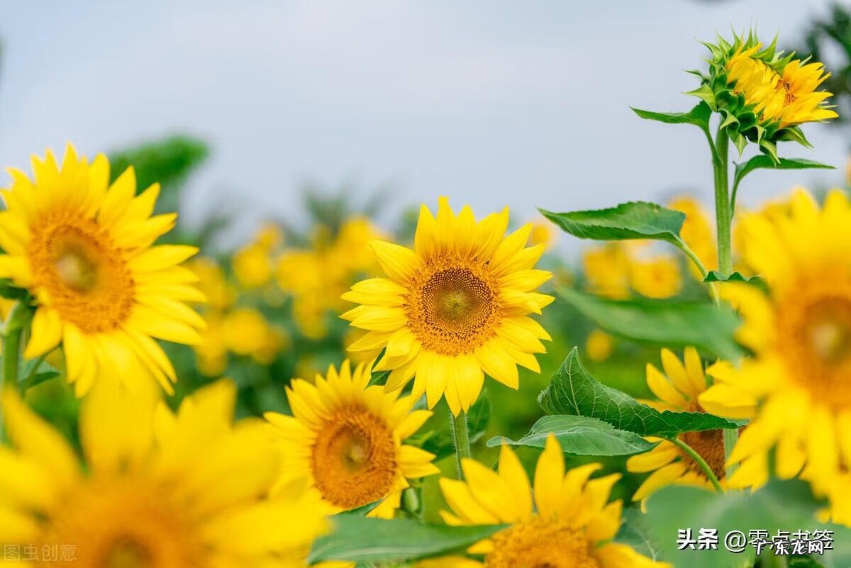 古龙风水十大特征图
