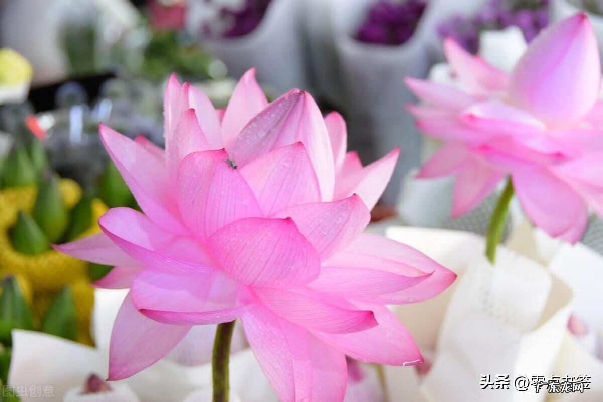 古龙风水十大特征图