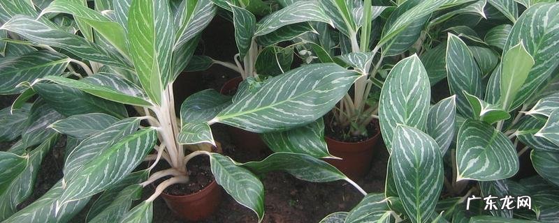 白雪公主的养殖方法,有哪些要点