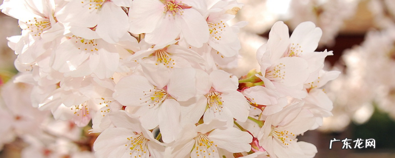 樱花是落叶还是常绿植物,有哪些种植技巧