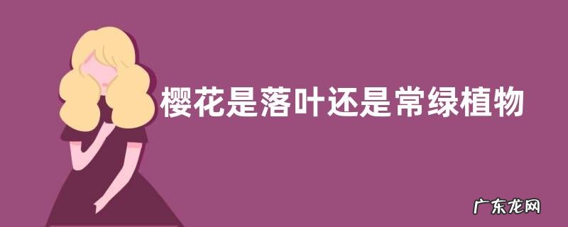 樱花是落叶还是常绿植物,有哪些种植技巧