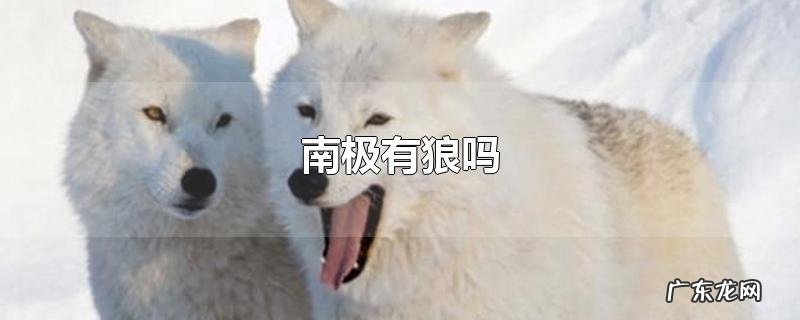 南极有狼吗