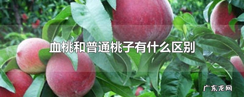 血桃和普通桃子有什么区别