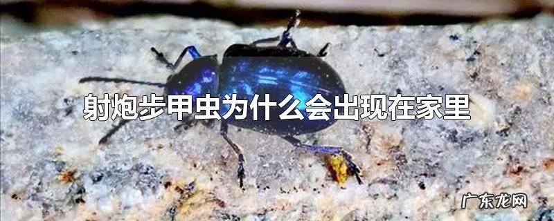 射炮步甲虫为什么会出现在家里
