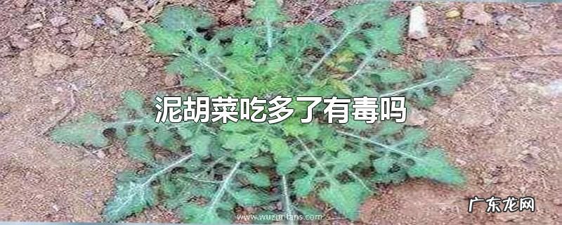 泥胡菜吃多了有毒吗