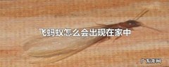 飞蚂蚁怎么会出现在家中