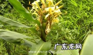 姜科植物姜黄是什么 姜科植物姜黄的介绍