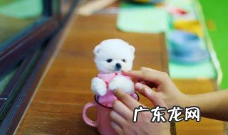 茶杯犬是怎么来的 茶杯犬的由来
