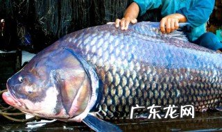 暹罗鲤鱼是什么鱼 暹罗鲤鱼的介绍