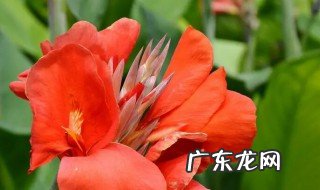 美人娇适合种室内吗 美人娇能不能种在室内