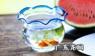 室内客厅适合养什么鱼苗 室内客厅适合养哪些鱼苗