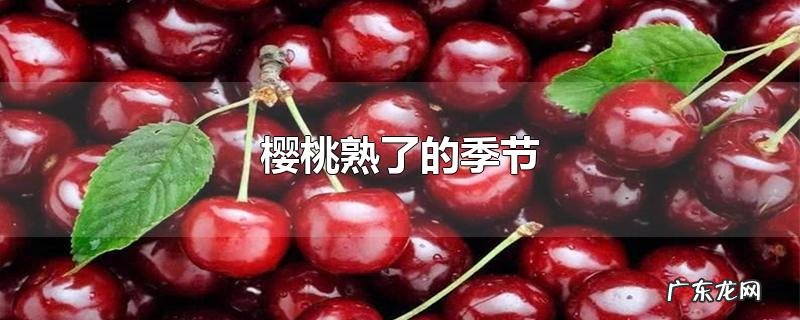 樱桃熟了的季节