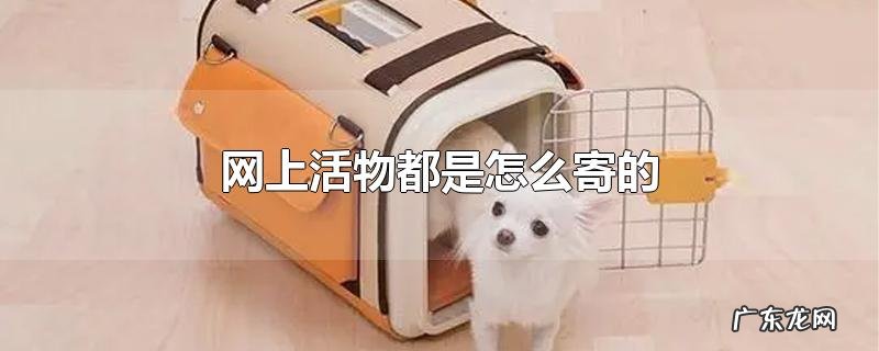 网上活物都是怎么寄的