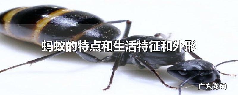蚂蚁的特点和生活特征和外形