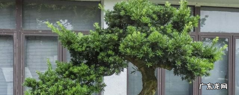 罗汉松如何快速繁殖,扦插后怎么管理