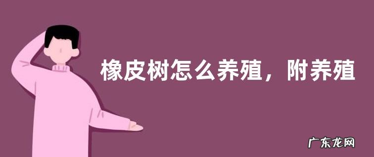 橡皮树怎么养殖，附养殖注意事项