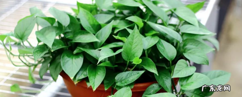 绿箩的种植方法,有哪些注意事项