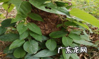 鸡屎藤有什么功效 鸡屎藤功效简单介绍