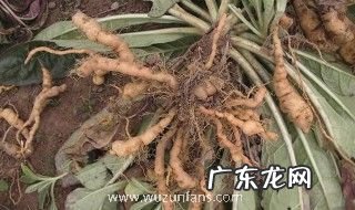 地黄有什么功效 地黄有那些功效